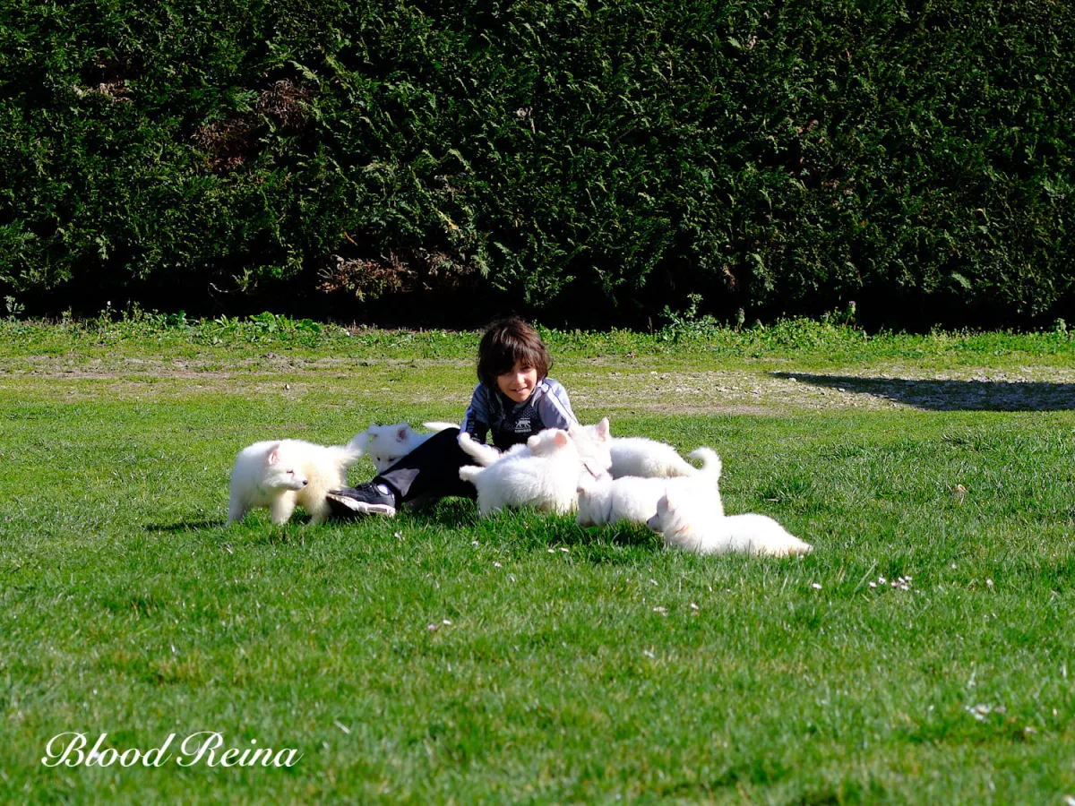 Portrait d'un Berger Blanc Suisse adulte au regard doux et expressif