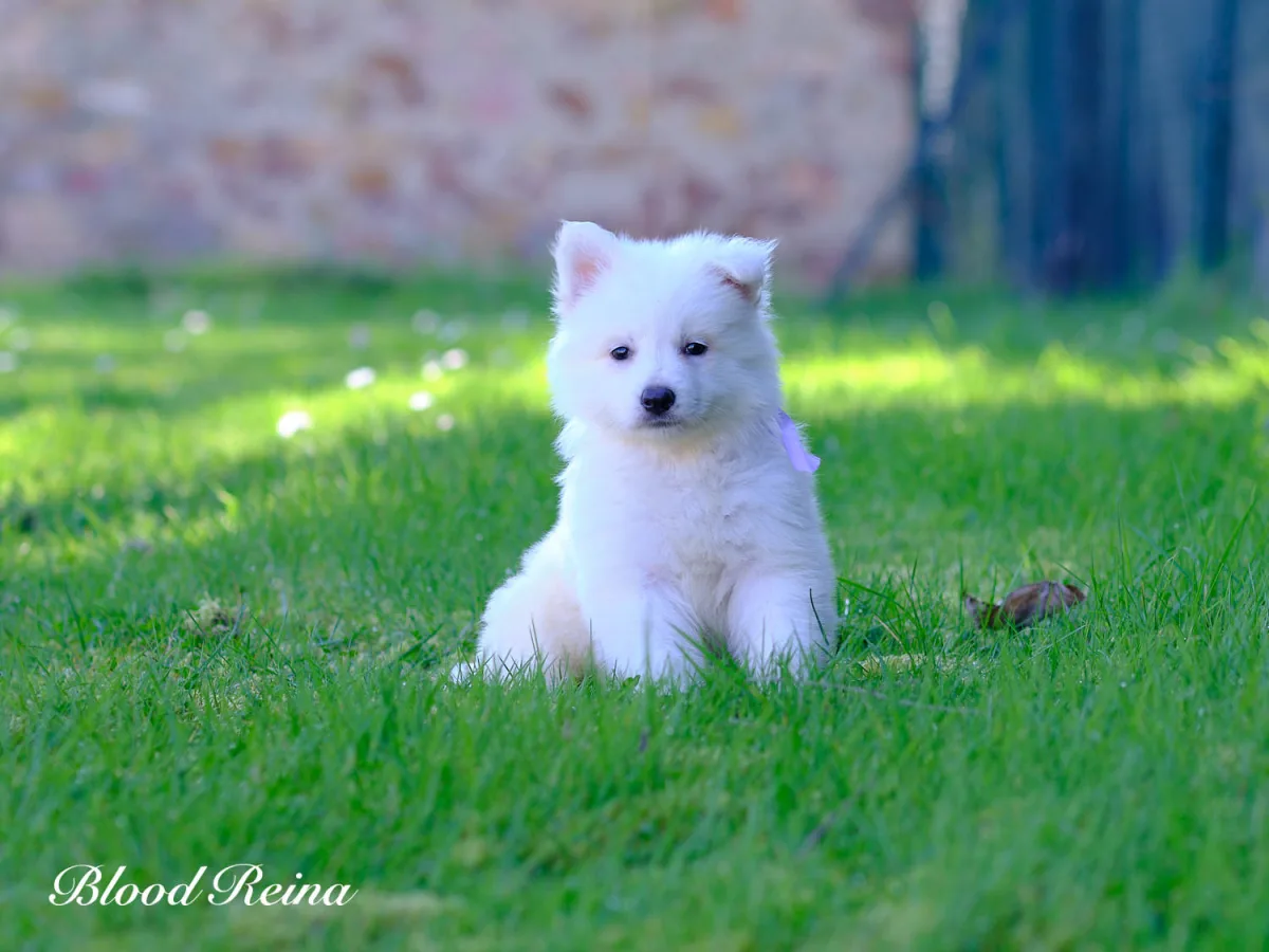 Berger Blanc Suisse en position de stack, montrant le standard morphologique de la race