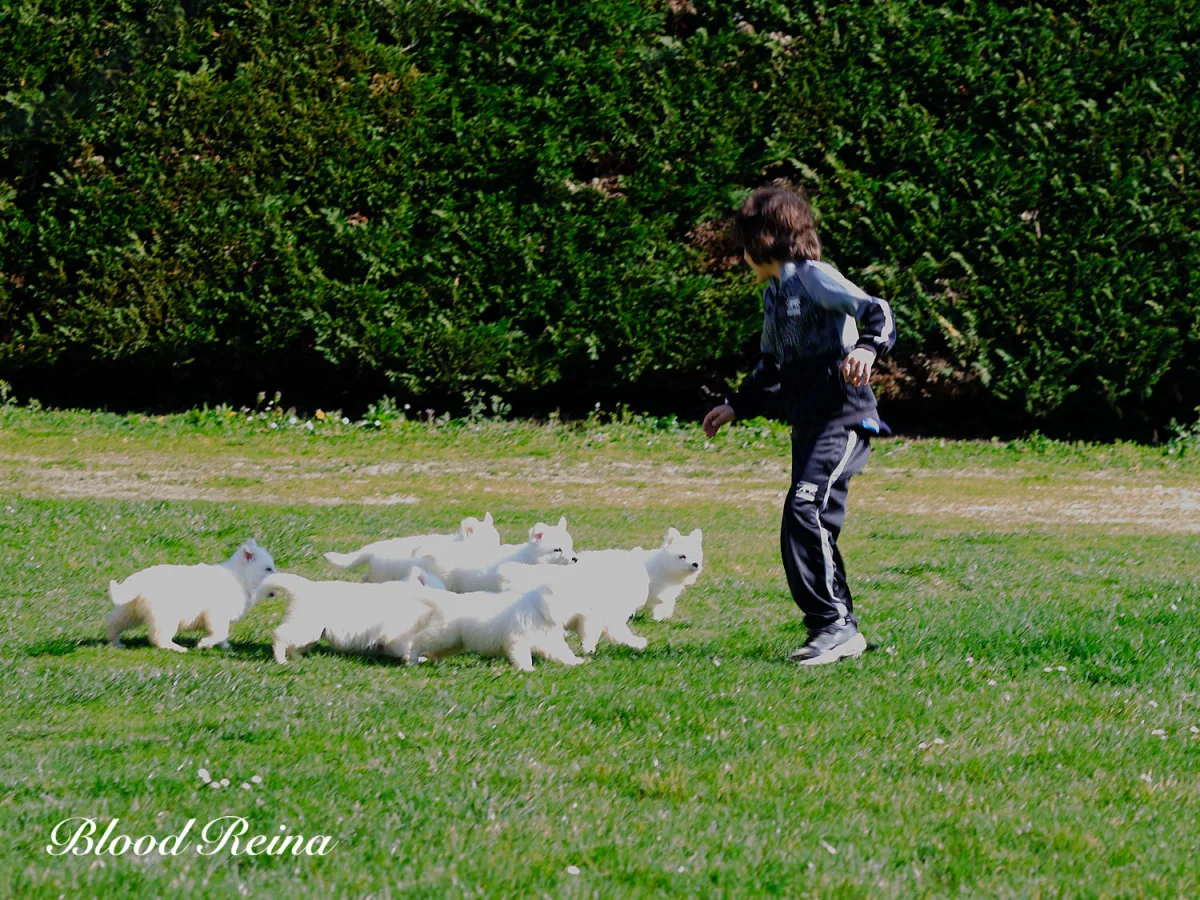 Berger Blanc Suisse majestueux dans un paysage naturel, pelage blanc immacul&eacute;